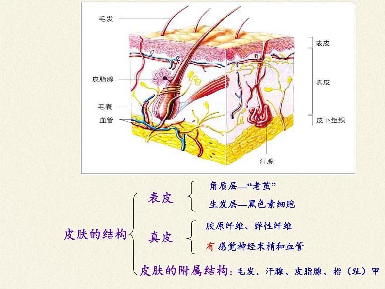 北师大版生物七年级下册 第11章 第3节 皮肤与汗液分泌(21)（课件）第6页