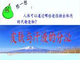 北师大版生物七年级下册 第11章 第3节 皮肤与汗液分泌(14)（课件）