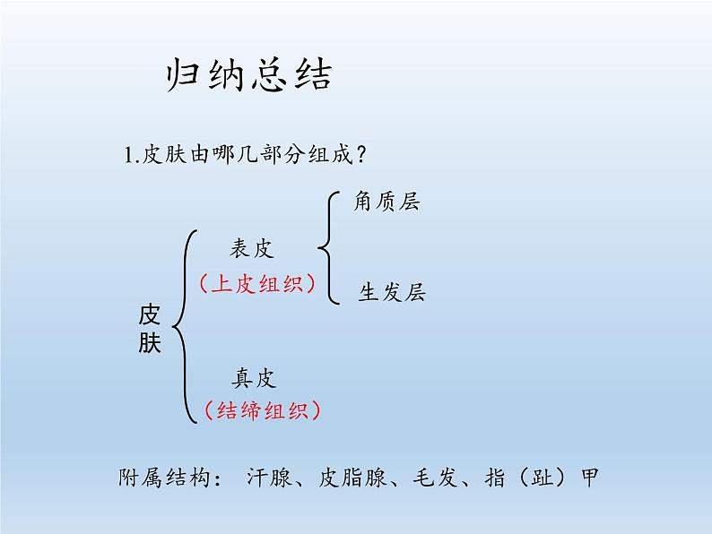 北师大版生物七年级下册 第11章 第3节 皮肤与汗液分泌(10)（课件）第8页