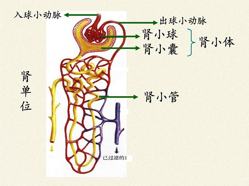 北师大版生物七年级下册 第11章 第2节 尿的形成与排出(11)（课件）第3页