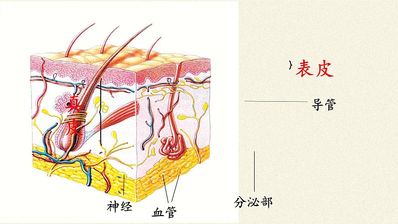 北师大版生物七年级下册 第11章 第3节 皮肤与汗液分泌(23)（课件）07