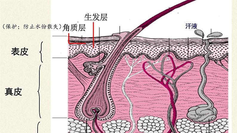 北师大版生物七年级下册 第11章 第3节 皮肤与汗液分泌(23)（课件）08