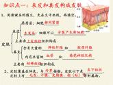 北师大版生物七年级下册 第11章 第3节 皮肤与汗液分泌(4)（课件）