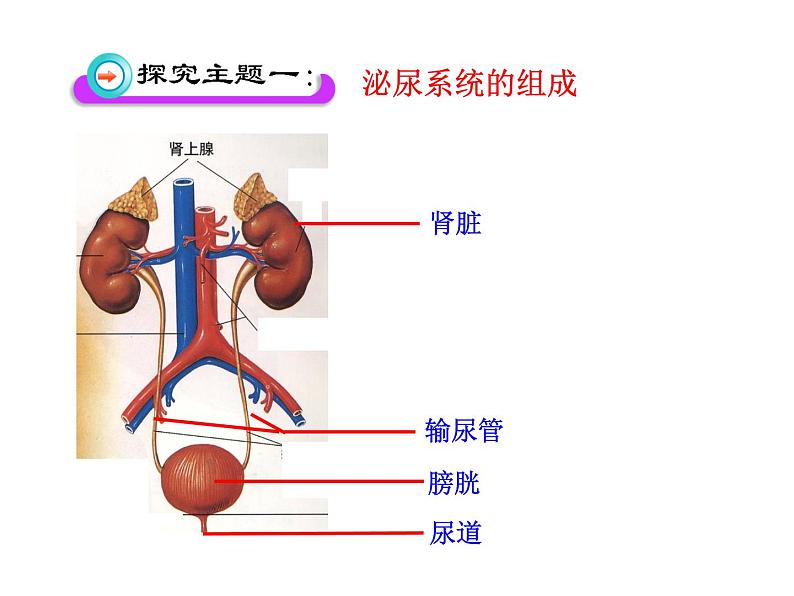 北师大版生物七年级下册 第11章 第2节 尿的形成与排出_(1)（课件）第5页