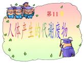 北师大版生物七年级下册 第11章 第1节 人体产生的代谢废物(7)（课件）