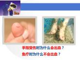 北师大版生物七年级下册 第11章 第3节 皮肤与汗液分泌（课件）