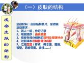 北师大版生物七年级下册 第11章 第3节 皮肤与汗液分泌（课件）