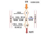 北师大版生物七年级下册 第11章 第1节 人体产生的代谢废物（北京师范大学出版社）(1)（课件）