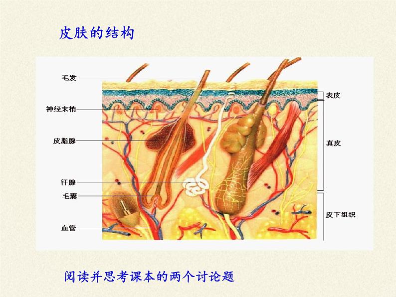 北师大版生物七年级下册 第11章 第3节 皮肤与汗液分泌(18)（课件）第6页