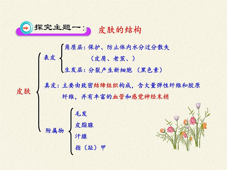 北师大版生物七年级下册 第11章 第3节 皮肤与汗液分泌(18)（课件）第7页