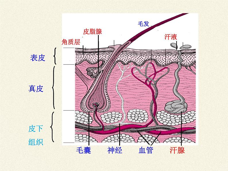 北师大版生物七年级下册 第11章 第3节 皮肤与汗液分泌(18)（课件）第8页