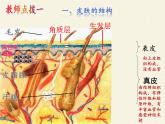 北师大版生物七年级下册 第11章 第3节 皮肤与汗液分泌(8)（课件）