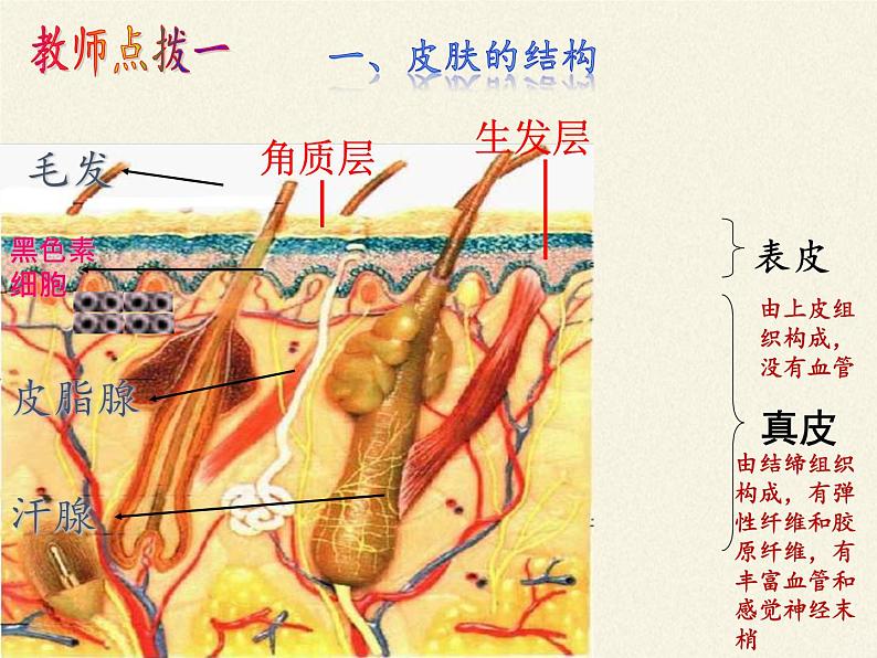 北师大版生物七年级下册 第11章 第3节 皮肤与汗液分泌(8)（课件）05