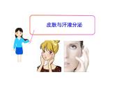 北师大版生物七年级下册 第11章 第3节 皮肤与汗液分泌_（课件）