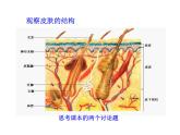 北师大版生物七年级下册 第11章 第3节 皮肤与汗液分泌_（课件）