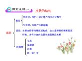 北师大版生物七年级下册 第11章 第3节 皮肤与汗液分泌_（课件）