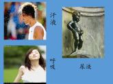 北师大版生物七年级下册 第11章 第1节 人体产生的代谢废物(13)（课件）