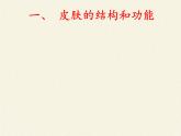 北师大版生物七年级下册 第11章 第3节 皮肤与汗液分泌(17)（课件）