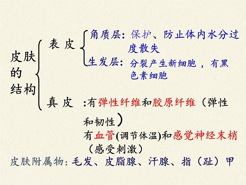 北师大版生物七年级下册 第11章 第3节 皮肤与汗液分泌(17)（课件）第7页