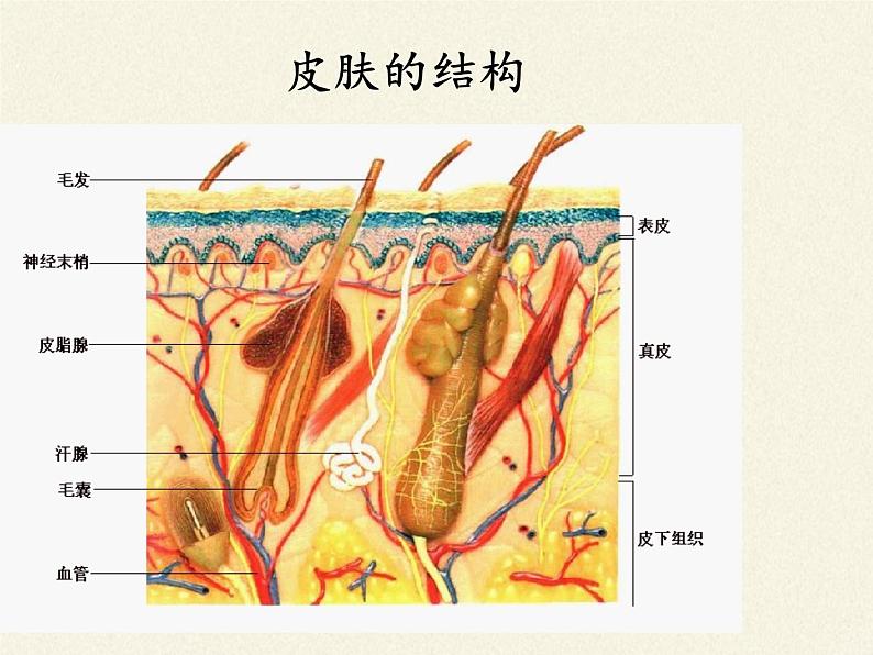 北师大版生物七年级下册 第11章 第3节 皮肤与汗液分泌(15)（课件）第3页