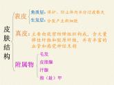 北师大版生物七年级下册 第11章 第3节 皮肤与汗液分泌(15)（课件）