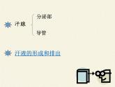 北师大版生物七年级下册 第11章 第3节 皮肤与汗液分泌(15)（课件）