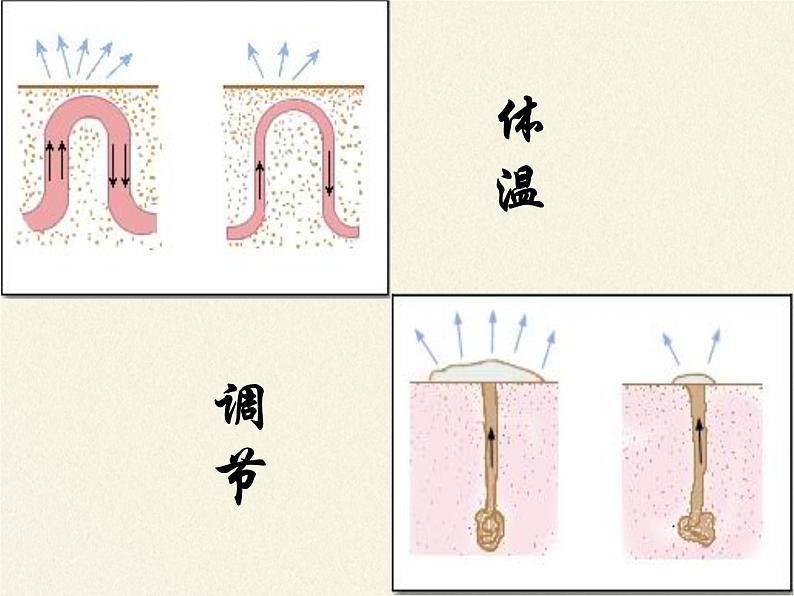 北师大版生物七年级下册 第11章 第3节 皮肤与汗液分泌(15)（课件）第6页