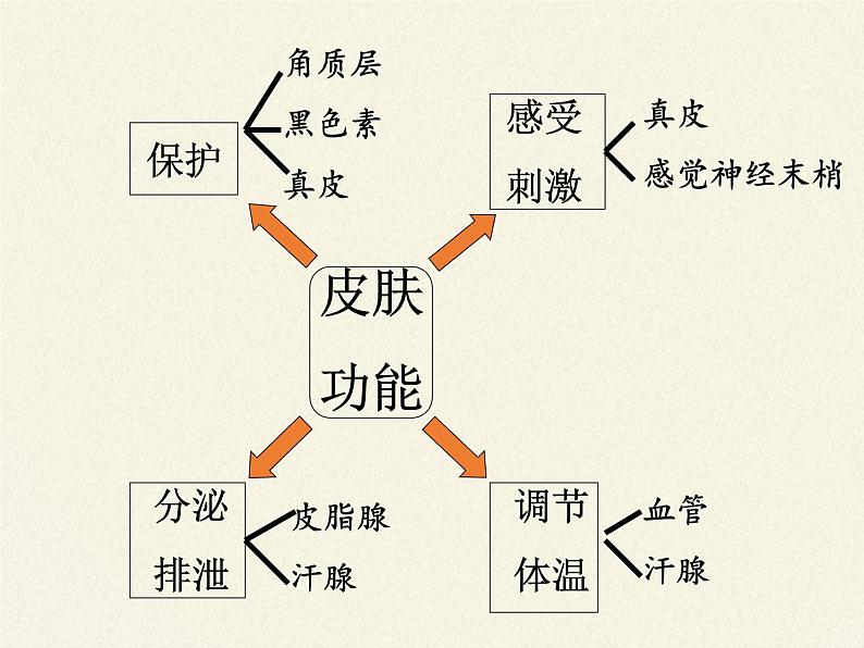 北师大版生物七年级下册 第11章 第3节 皮肤与汗液分泌(15)（课件）第7页