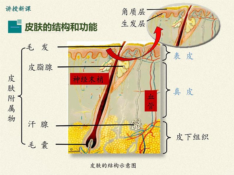 北师大版生物七年级下册 第11章 第3节 皮肤与汗液分泌(11)（课件）第6页