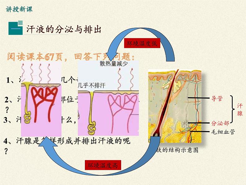 北师大版生物七年级下册 第11章 第3节 皮肤与汗液分泌(11)（课件）第7页