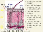北师大版生物七年级下册 第11章 第3节 皮肤与汗液分泌(20)（课件）