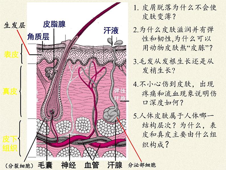 北师大版生物七年级下册 第11章 第3节 皮肤与汗液分泌(20)（课件）第4页