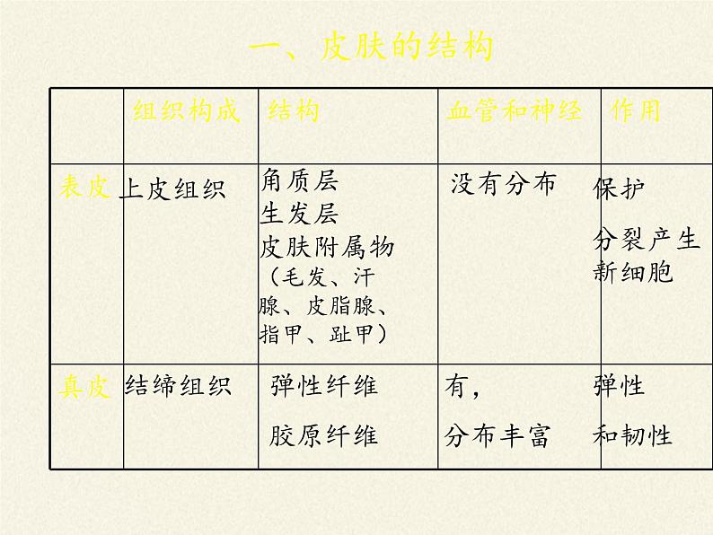 北师大版生物七年级下册 第11章 第3节 皮肤与汗液分泌(20)（课件）第5页