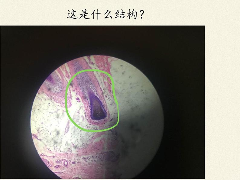 北师大版生物七年级下册 第11章 第3节 皮肤与汗液分泌(13)（课件）07