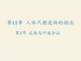 北师大版生物七年级下册 第11章 第3节 皮肤与汗液分泌(12)（课件）