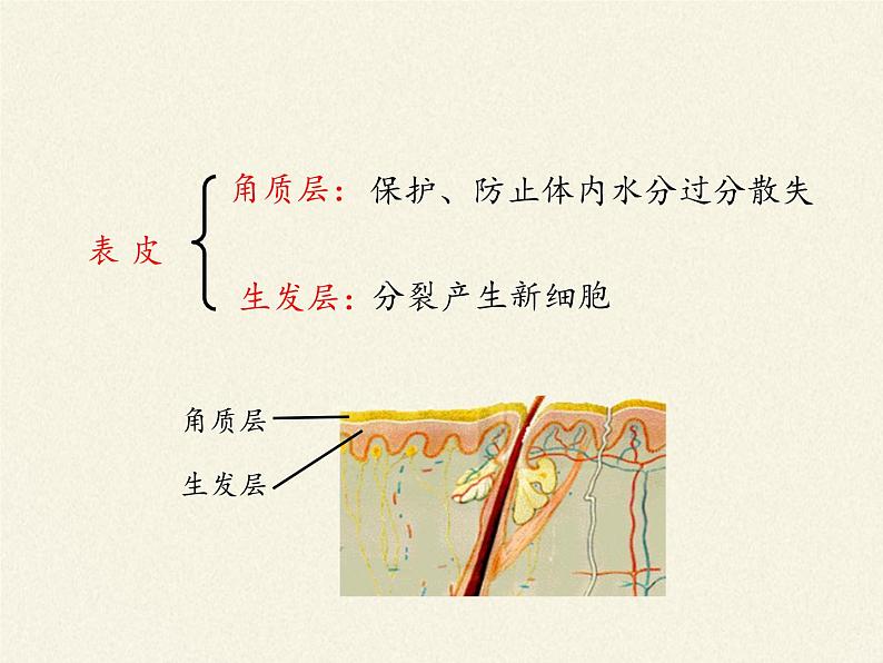 北师大版生物七年级下册 第11章 第3节 皮肤与汗液分泌(19)（课件）04