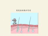北师大版生物七年级下册 第11章 第3节 皮肤与汗液分泌(19)（课件）