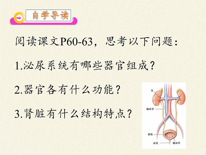 北师大版生物七年级下册 第11章 第2节 尿的形成与排出(12)（课件）第6页