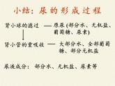 北师大版生物七年级下册 第11章 第2节 尿的形成与排出(5)（课件）