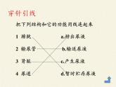 北师大版生物七年级下册 第11章 第2节 尿的形成与排出（课件）
