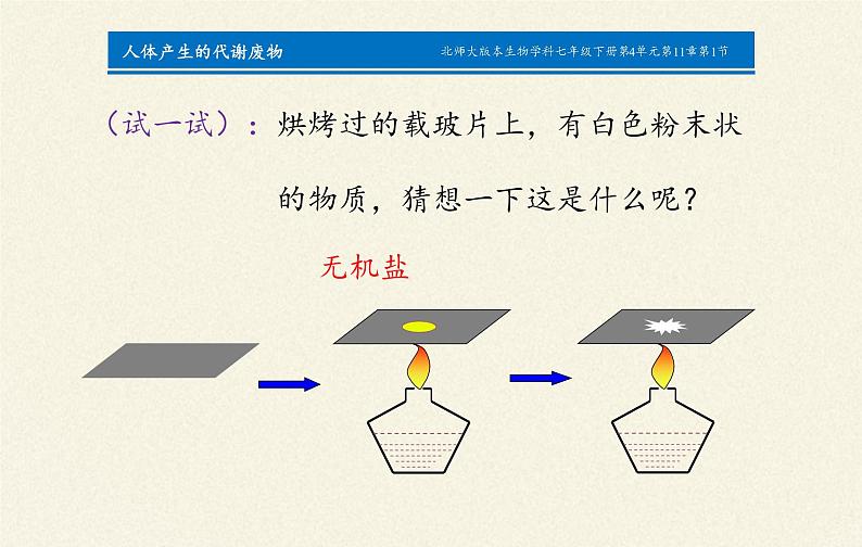 北师大版生物七年级下册 第11章 第1节 人体产生的代谢废物(4)（课件）05