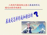 北师大版生物七年级下册 第11章 第2节 尿的形成与排出(1)（课件）
