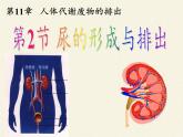 北师大版生物七年级下册 第11章 第2节 尿的形成与排出(1)（课件）