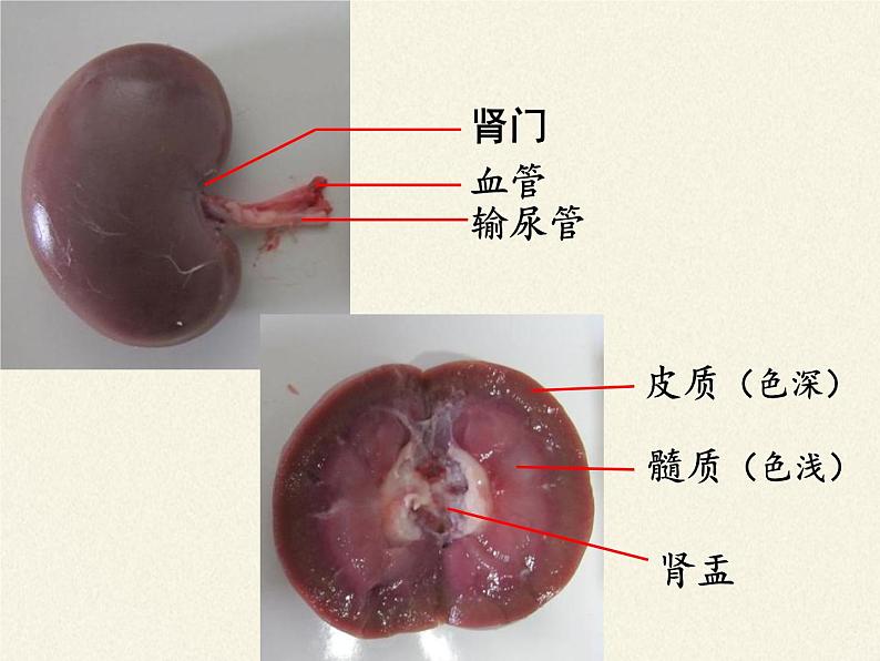 北师大版生物七年级下册 第11章 第2节 尿的形成与排出(1)（课件）第8页