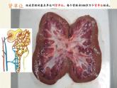北师大版生物七年级下册 第11章 第2节 尿的形成与排出(13)（课件）