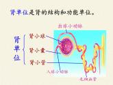 北师大版生物七年级下册 第11章 第2节 尿的形成与排出(13)（课件）