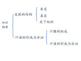 北师大版生物七年级下册 第11章 第3节 皮肤与汗液分泌(2)（课件）