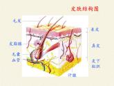 北师大版生物七年级下册 第11章 第3节 皮肤与汗液分泌(2)（课件）