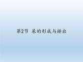 北师大版生物七年级下册 第11章 第2节 尿的形成与排出(14)（课件）