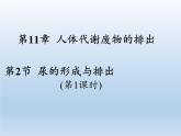 北师大版生物七年级下册 第11章 第2节 尿的形成与排出(14)（课件）